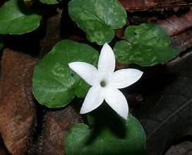 Geophila repens